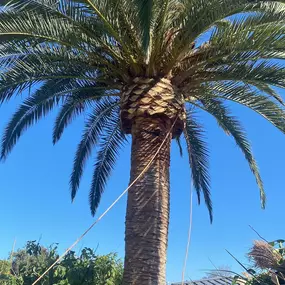 Climbers Tree Services- Palms Skinned & Trimmed