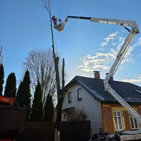 Bild von Roman Mader Der Baummader