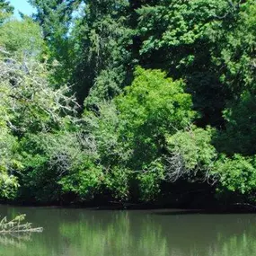 Lake at Property at Commons at Avalon Park