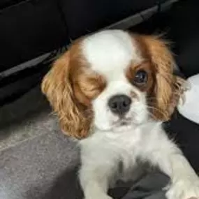 Bild von Savi Cavi Cavaliers