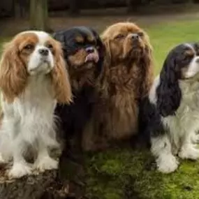 Bild von Savi Cavi Cavaliers