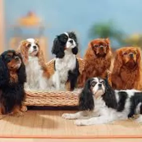 Bild von Savi Cavi Cavaliers