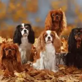 Bild von Savi Cavi Cavaliers