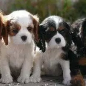 Bild von Savi Cavi Cavaliers