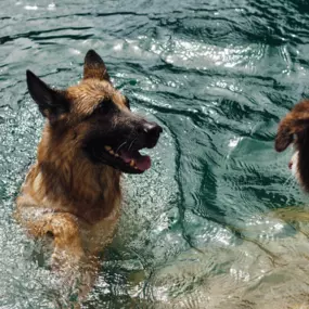 Bild von Seneca Hill Animal Hospital Resort & Spa