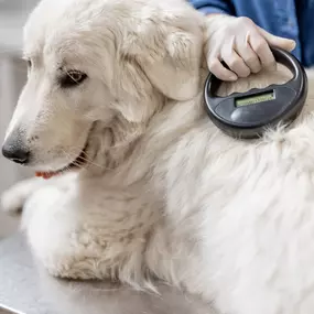 Bild von Seneca Hill Animal Hospital Resort & Spa