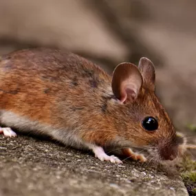 Protect your property with safe and reliable rodent elimination services.