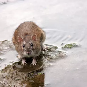 Expert technicians ensuring a rodent-free environment for homes and businesses.