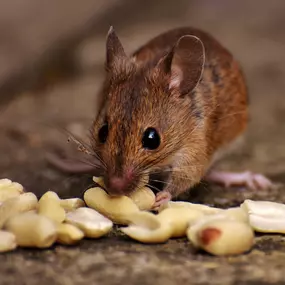 Say goodbye to rats and mice with Socal Rodent Control's proven methods.