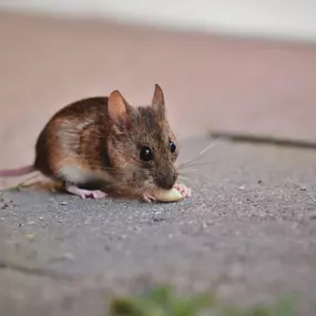 Long-term rodent control solutions from trusted experts.