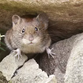 Socal Rodent Control specializes in preventing and removing rodent infestations.