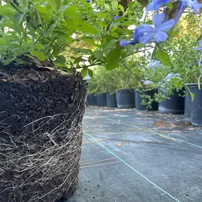 Bild von G&T Nursery