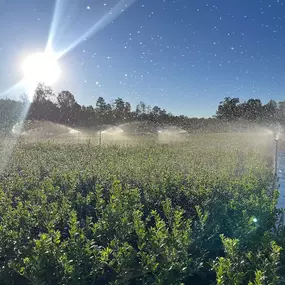 Bild von G&T Nursery