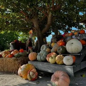 Bild von Farm Stand West, Fresh Produce, Pumpkin Patch, Christmas Trees