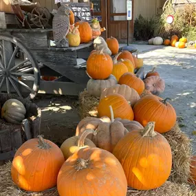 Bild von Farm Stand West, Fresh Produce, Pumpkin Patch, Christmas Trees