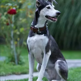 JaKiDa SIWI Hundecoach & Tierkommunikation