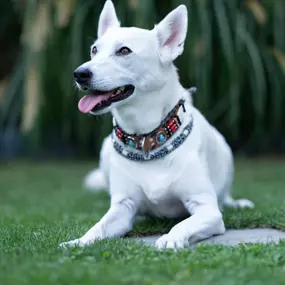 JaKiDa SIWI Hundecoach & Tierkommunikation