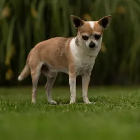 JaKiDa SIWI Hundecoach & Tierkommunikation