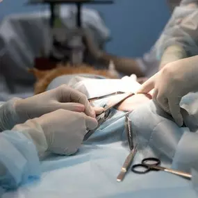 Pet Surgery