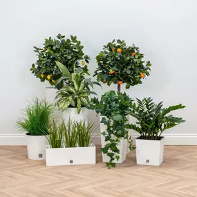 Bild von Artificial Plants & Trees Co (UK)