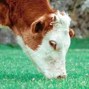 Bild von Bit Fitter & Co. Fribourg - Ajustement Équestre & Biorésonance Animale : chiens chats vaches