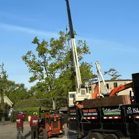 Dual crane operation clearing trees after a storm.