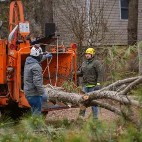 On-site tree trimming by Albemarle Landscapes crew.