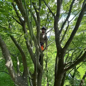 Bild von Evans Tree Care