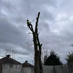 Bild von Evans Tree Care