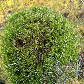 Bild von Just Moss