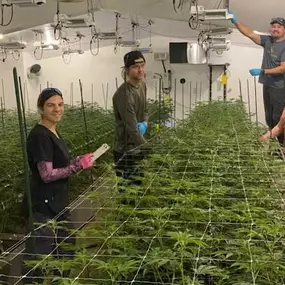 Four employees from Get Seeds Right Here working in the clone grow operation. They are tending to cannabis plants supported by trellis netting, with bright grow lights overhead.