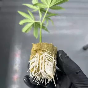 A gloved hand holding a cannabis clone with visible healthy roots.