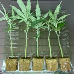 A clear plastic container holding several cannabis clones rooted in rockwool, displayed in the Get Seeds Right Here clone grow operation.