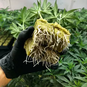 A gloved hand holding a 4 cannabis clones with visible healthy roots.