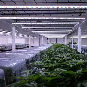 Rows of cannabis clones in clear plastic domes, stacked on multi-tiered metal shelves under bright lighting in the Get Seeds Right Here clone grow operation.