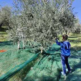 Bild von Olio del Pozzo - Az. Agr. Bacci Rolanda