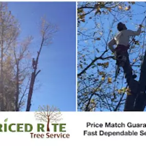 Bild von Priced Rite Tree Service