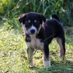 Bild von Oliver Hoffbauer Hundetrainer & Verhaltensberatung