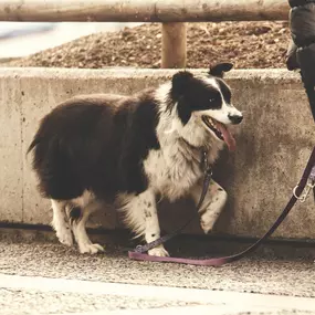 Bild von Oliver Hoffbauer Hundetrainer & Verhaltensberatung