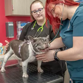 Bild von Livewell Animal Urgent Care of Colorado Springs