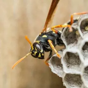 Bild von Bronx Exterminator At Last Pest Control