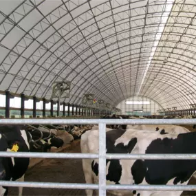 Interior view of a well-ventilated Pilot Buildings arched fabric structure operating as a dairy barn, housing numerous cows in stalls.
