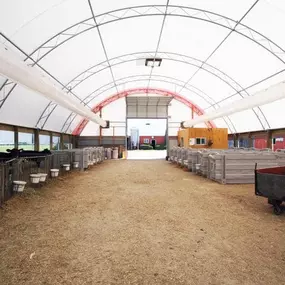 Interior view of a Pilot Buildings fabric structure set up as a ventilated barn for housing calves in individual pens.