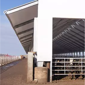 Partial exterior and interior view of a Pilot Buildings straight-wall, open-sided structure used for housing cattle at feed barriers.