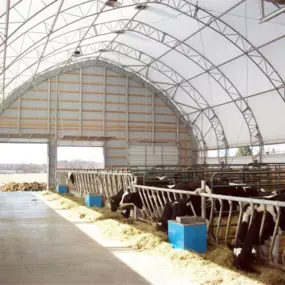 Interior view of a bright Pilot Buildings arched fabric structure used as a dairy barn, with Holstein cows feeding along headlocks.