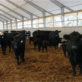 Interior view of a Pilot Buildings straight-wall, gable-roof structure housing numerous beef cattle on deep bedding.