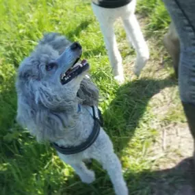 Bild von Hundeschule Stormydogs