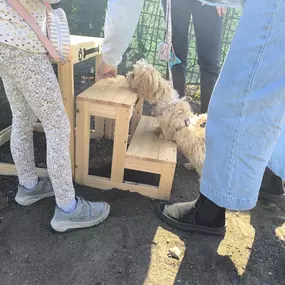 Bild von Hundeschule Stormydogs