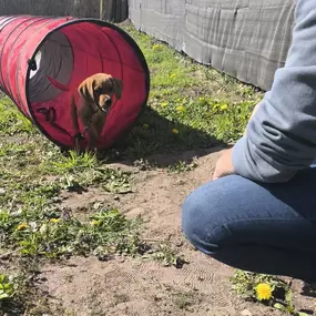 Bild von Hundeschule Stormydogs