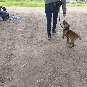 Bild von Hundeschule Stormydogs